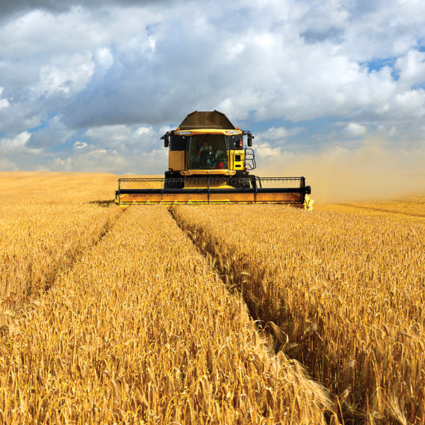 Grain harvest monitor